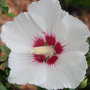 Mauve en arbre  - hibiscus syriacus 'red heart'  - 40-60 cm pot