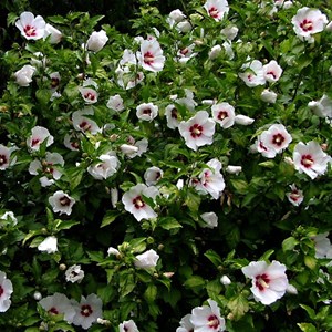 Mauve en arbre  - hibiscus syriacus 'red heart'  - 40-60 cm pot