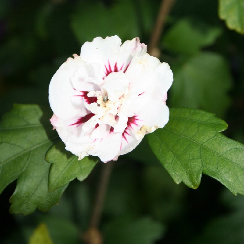 Mauve en arbre - hibiscus syriacus 'speciosus' - 40-60 cm pot