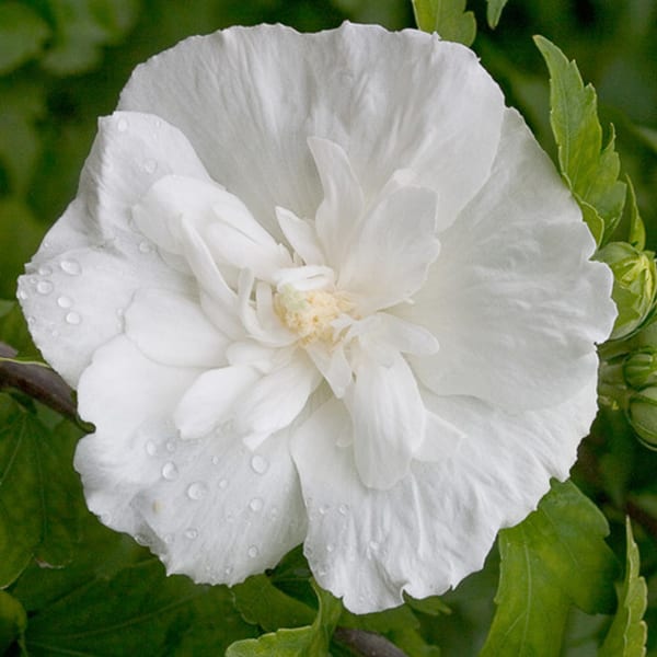 Mauve en arbre - hibiscus syriacus 'white chiffon' - 40-60 cm pot