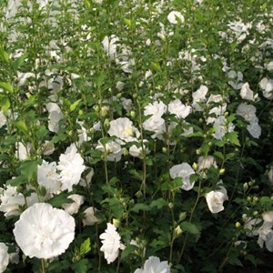 Mauve en arbre  - hibiscus syriacus 'white chiffon'  - 40-60 cm pot