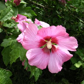 Mauve en arbre  - hibiscus syriacus 'woodbridge'  - 40-60 cm pot