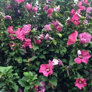 Mauve en arbre  - hibiscus syriacus 'woodbridge'  - 40-60 cm pot