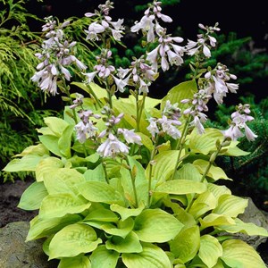 Hosta 'august moon' - godet 9x9 cm