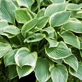 Hosta fortunei 'aureomarginata' - godet 9x9 cm