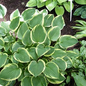 Hosta fortunei 'aureomarginata' - godet 9x9 cm