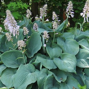 6 x hosta 'blue angel' - godet 9x9 cm