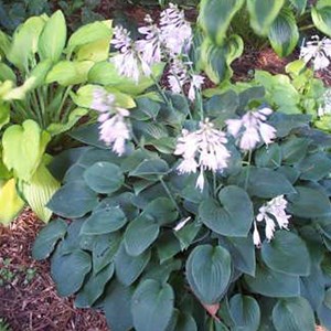Hosta 'blue cadet' - godet 9x9 cm