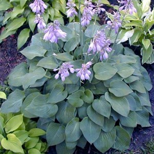 6 x hosta 'blue cadet' - godet 9x9 cm