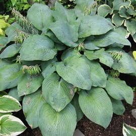 Hosta 'blue umbrellas' - godet 9x9 cm