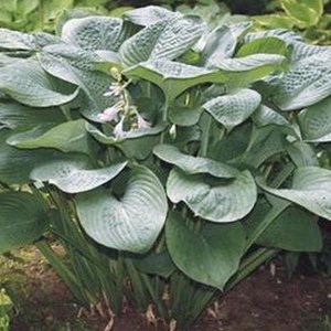 Hosta 'blue umbrellas' - godet 9x9 cm