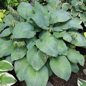 Hosta 'blue umbrellas' - godet 9x9 cm