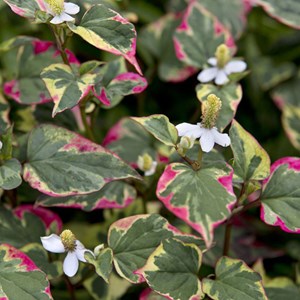Houttuynia cordata 'chameleon' - godet 9x9 cm