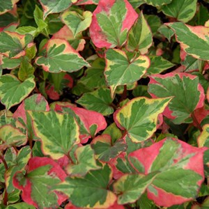 6 x houttuynia cordata 'chameleon' - godet 9x9 cm