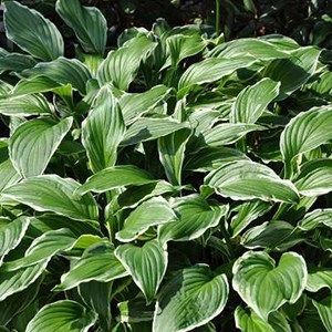 Hosta crispula - godet 9x9 cm