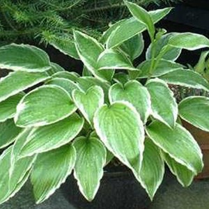 6 x hosta crispula - godet 9x9 cm