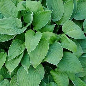 Hosta fortunei 'hyacinthina' - godet 9x9 cm