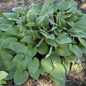 6 x hosta fortunei 'obscura' - godet 9x9 cm