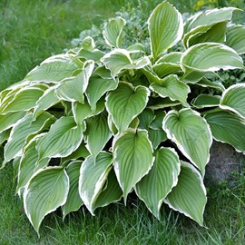 Hosta 'francee' - godet 9x9 cm