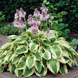 Hosta 'francee' - godet 9x9 cm