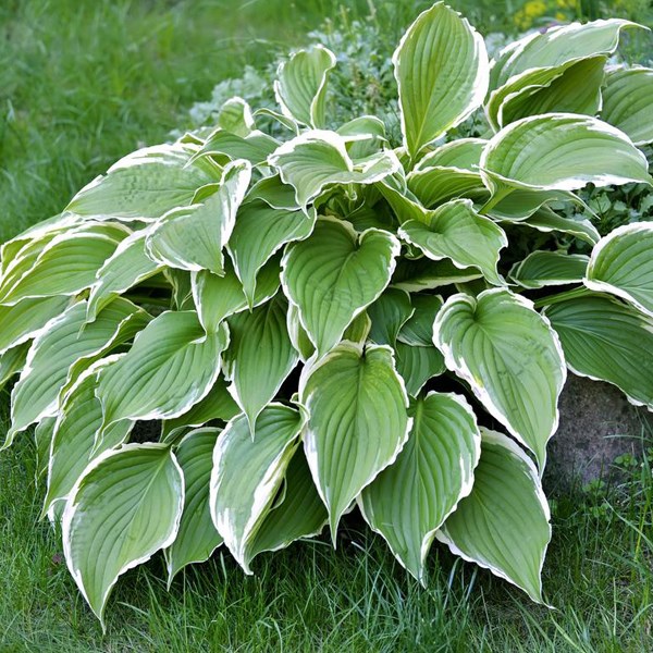 Hosta 'francee' - godet 9x9 cm
