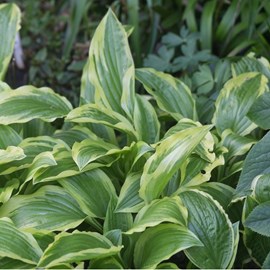 Hosta 'ground master' - godet 9x9 cm