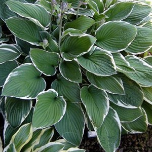 Hosta 'ground master' - godet 9x9 cm