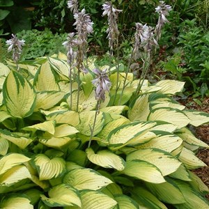 Hosta 'gold standard' - godet 9x9 cm