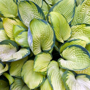 Hosta 'gold standard' - godet 9x9 cm