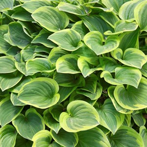 6 x hosta 'ground master' - hosta 'golden tiara'  - godet 9x9 cm