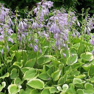 6 x hosta 'ground master' - hosta 'golden tiara'  - godet 9x9 cm