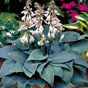 Hosta 'halcyon' - godet 9x9 cm