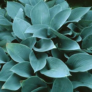 6 x hosta 'halcyon' - godet 9x9 cm