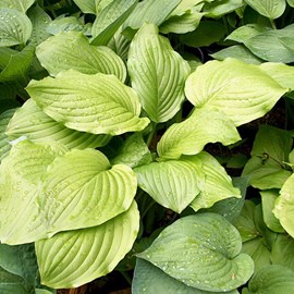 Hosta 'honeybells' - godet 9x9 cm