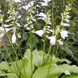 Hosta 'honeybells' - godet 9x9 cm
