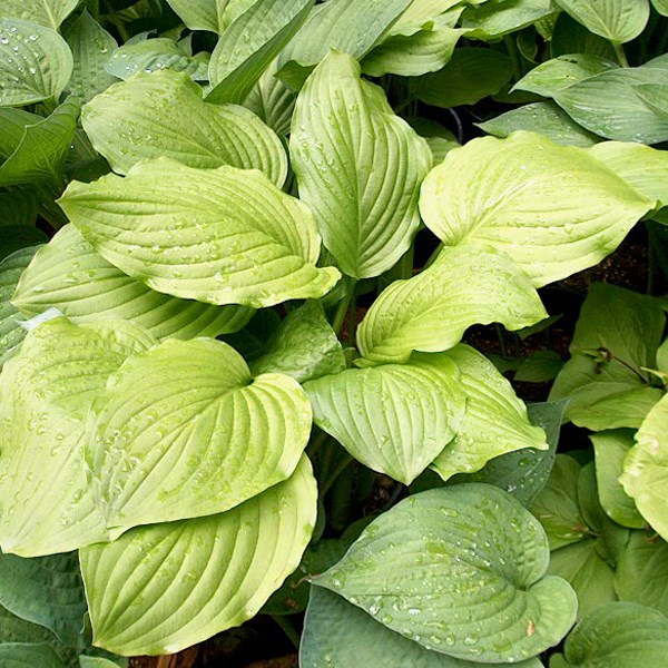 Arborix - 6 x hosta 'honeybells' - godet 9x9 cm