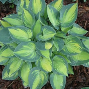 Hosta 'june' - godet 9x9 cm