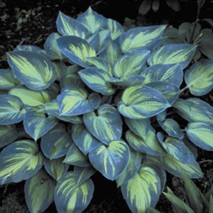 6 x hosta 'june' - godet 9x9 cm