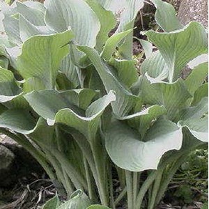 Hosta 'krossa regal' - godet 9x9 cm