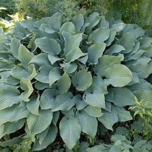 Hosta 'krossa regal' - godet 9x9 cm