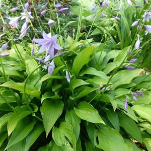 Hosta lancifolia - godet 9x9 cm