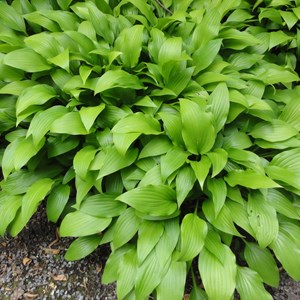 Hosta lancifolia - godet 9x9 cm