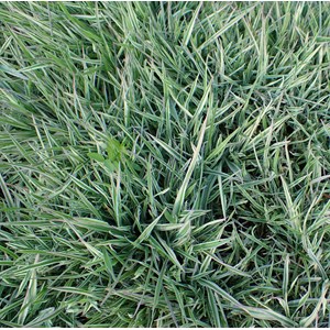 Houlque  - holcus mollis 'albovariegatus'  - godet 9x9 cm