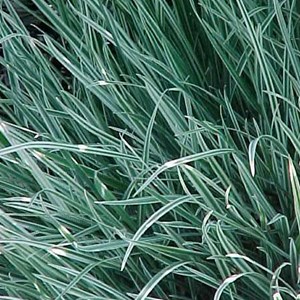 6 x houlque  - holcus mollis 'albovariegatus'  - godet 9x9 cm