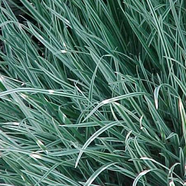 Arborix - 6 x houlque  - holcus mollis 'albovariegatus'  - godet 9x9 cm