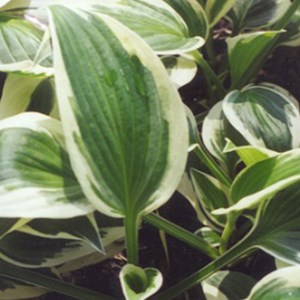Hosta 'patriot' - godet 9x9 cm