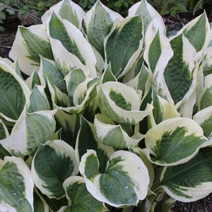 Hosta 'patriot' - godet 9x9 cm