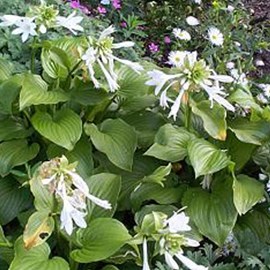Hosta plantaginea 'grandiflora' - godet 9x9 cm