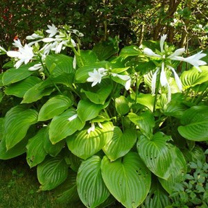 Hosta plantaginea 'grandiflora' - godet 9x9 cm