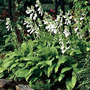 Hosta 'royal standard' - godet 9x9 cm